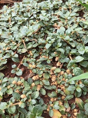 Alternanthera pungens