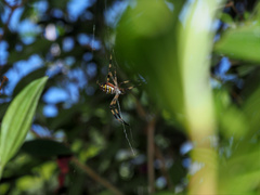 Argiope picta