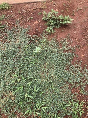 Alternanthera pungens