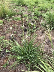 Asphodelus albus