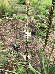 Asphodelus albus