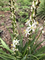 Asphodelus albus