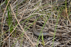 Pseudemoia pagenstecheri