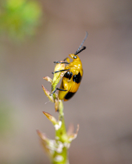 Stethopachys formosa