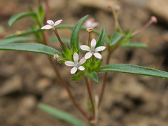 Collomia tinctoria