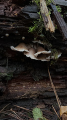 Scytinotus longinquus