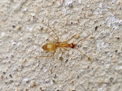 Camponotus festinatus