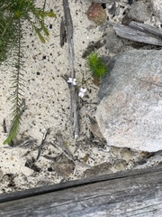 Stylidium laricifolium