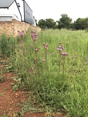 Campuloclinium macrocephalum
