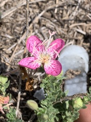 Oenothera canescens