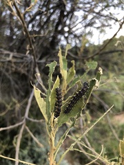 Acraea horta