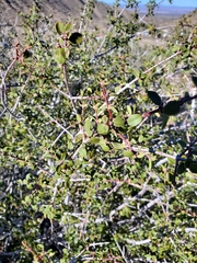 Ceanothus perplexans