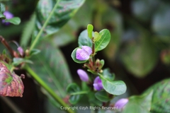 Hygrophila ringens