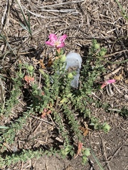 Oenothera canescens