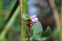 Hygrophila ringens
