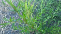 Ludwigia hyssopifolia