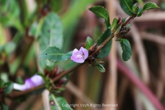 Hygrophila ringens