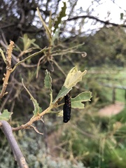 Acraea horta