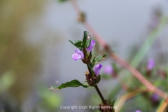 Hygrophila ringens