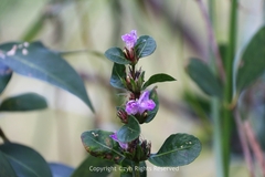 Hygrophila ringens