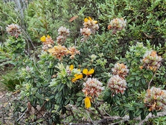 Oxylobium ellipticum