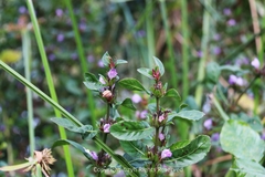 Hygrophila ringens