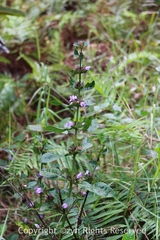 Hygrophila ringens