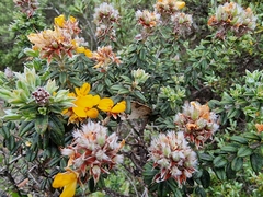 Oxylobium ellipticum