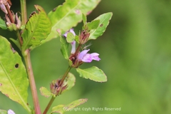 Hygrophila ringens