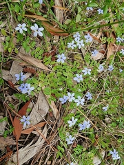 Lobelia pedunculata