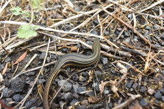 Pseudemoia pagenstecheri