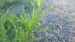 Ludwigia hyssopifolia