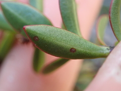 Veronica decumbens