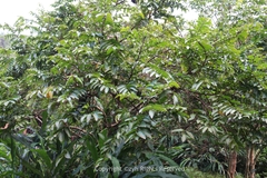 Glochidion zeylanicum