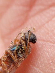 Sarginae