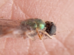 Sarginae