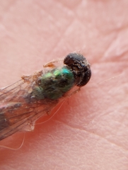 Sarginae