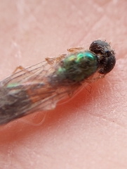 Sarginae