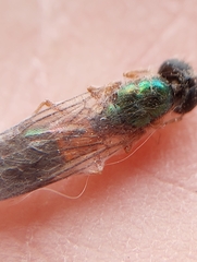 Sarginae