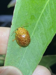 Paropsis variolosa