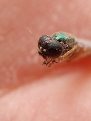 Sarginae