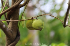 Derris trifoliata
