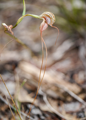 Pterostylis woollsii