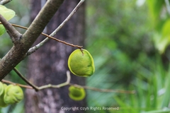 Derris trifoliata