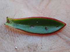 Veronica decumbens
