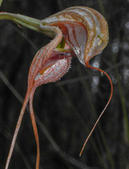 Pterostylis woollsii