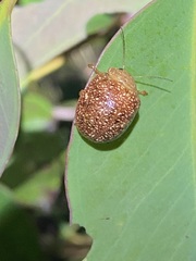 Paropsis variolosa