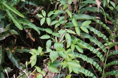 Derris trifoliata