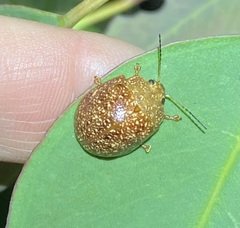 Paropsis variolosa