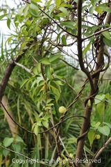 Derris trifoliata